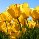 Farishaelyana…….